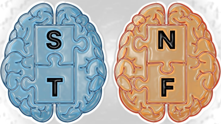 MBTIの心理機能の違いを分かりやすく解説する脳のイラスト